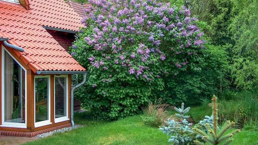 Ferienhaus für 6 Personen, mit Balkon und Terrasse sowie Garten in Göhren-Lebbin - 3