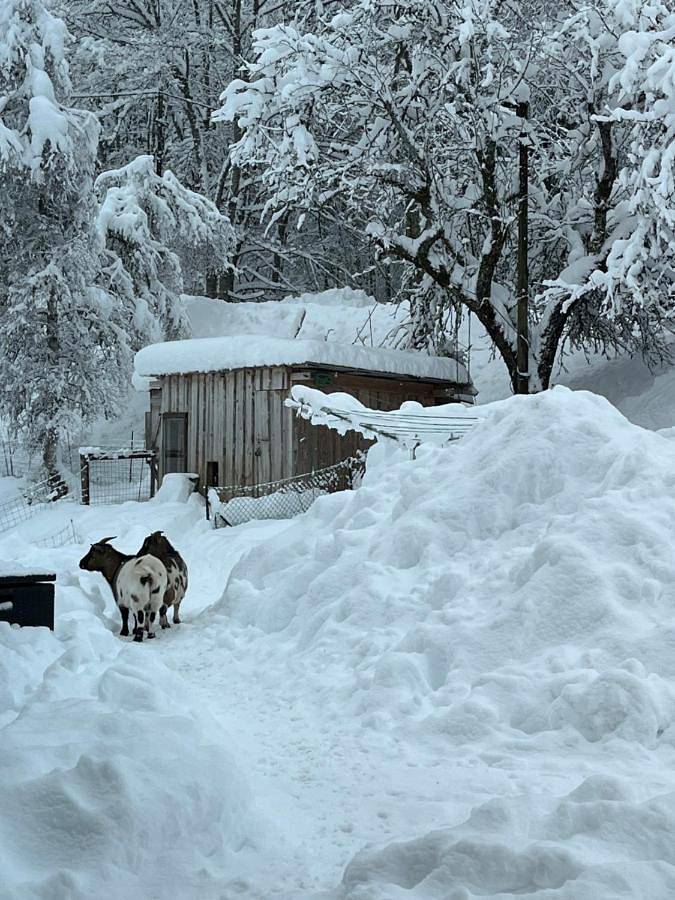 Gîte pour 4 personnes, avec terrasse et vue, animaux acceptés à Bellevaux - 4