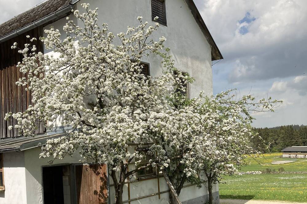 Traditioneller Vierkanthof  In ruhiger naturverbundener Lage mit top Atmosphäre! in Liebenau, Mühlviertel