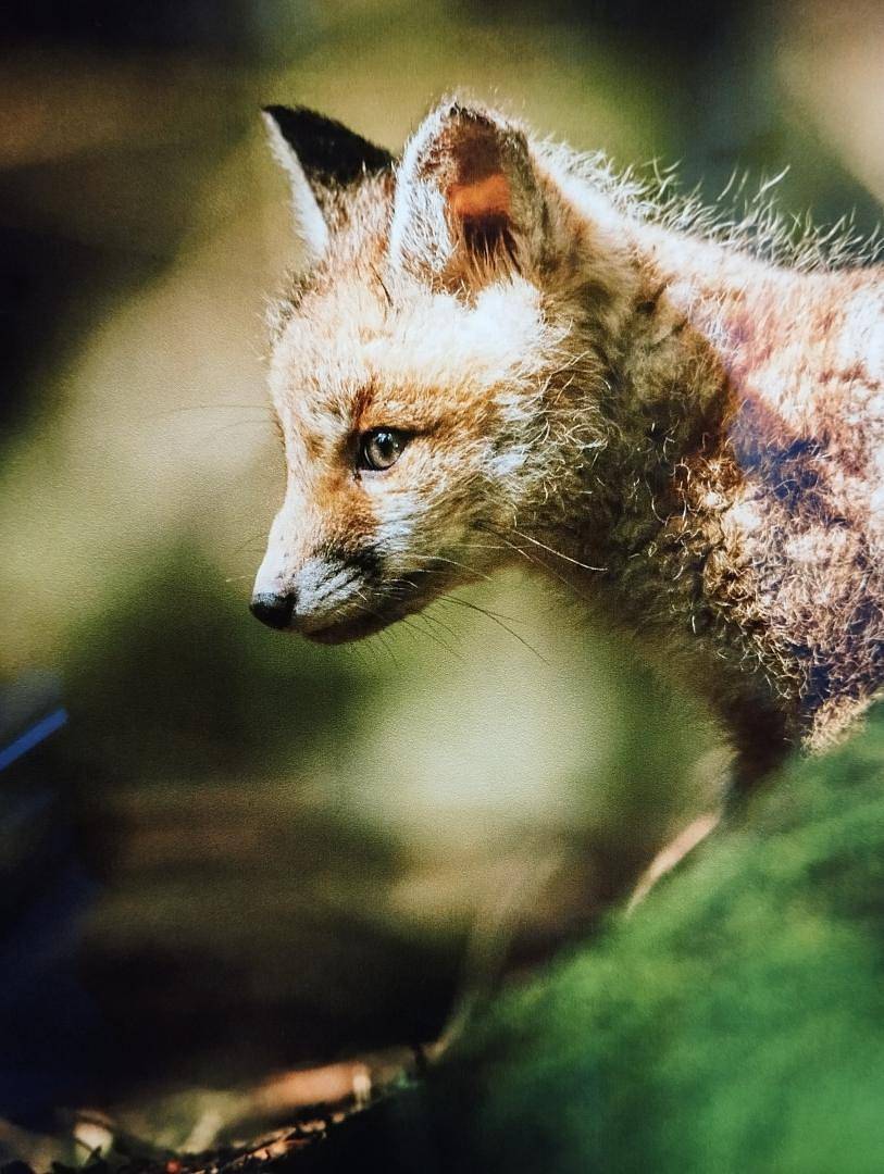 Le Petit Renard in Pays de Pontarlier, Jura Francais