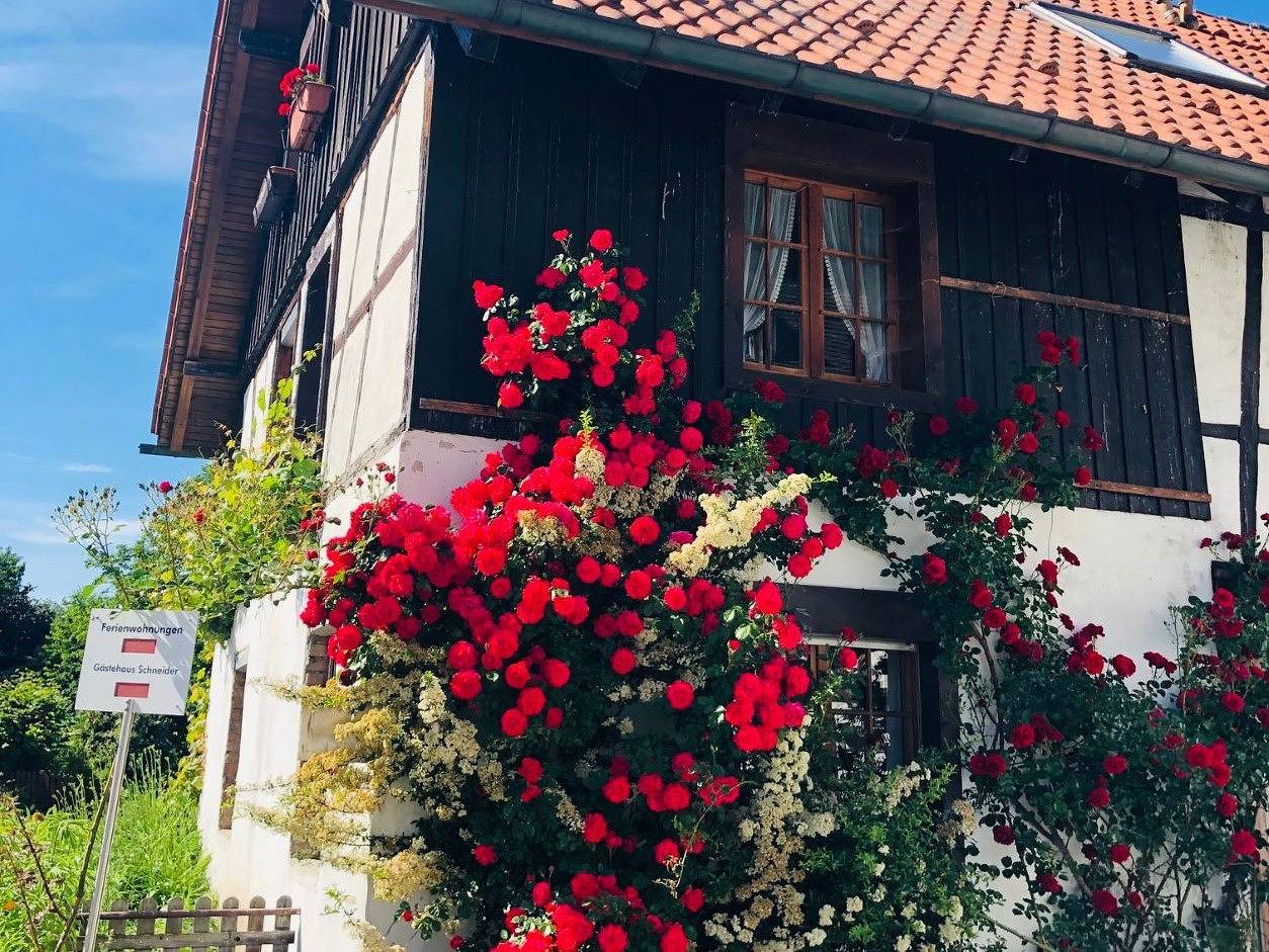 Ganze Ferienwohnung, Haus Schneider  I  Ferienwohnungen am See - Denne, Typ B, 2-Zimmer-Fewo, 50 qm in Immenstaad, Immenstaad am Bodensee