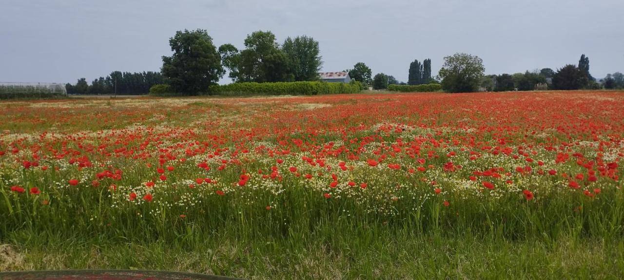 La petite ligérienne in Villebernier, Vallée de la Loire