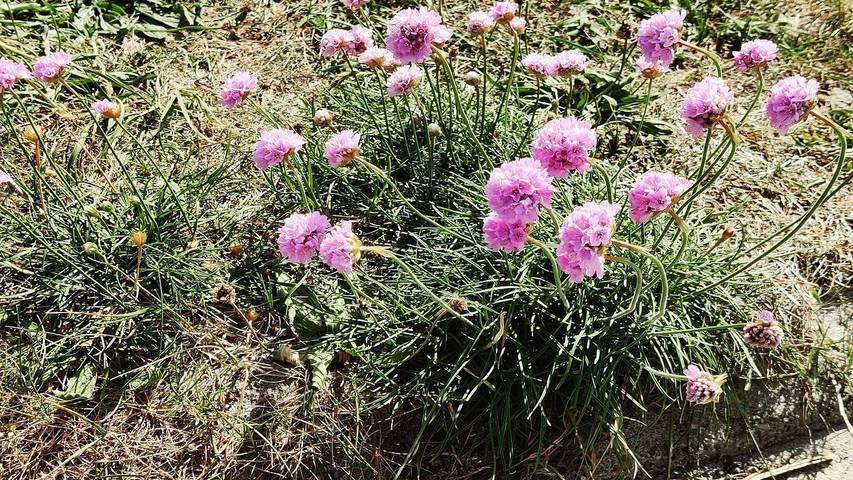 Ferienhaus für 17 Personen, mit Sauna und Terrasse sowie Whirlpool, mit Haustier in Thorsminde - 2