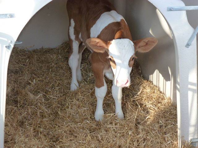 Bauernhof Längle - Ferienwohnung Längle, 70qm, 2 Schlafzimmer, max. 5 Personen in Überlingen, Region Bodensee-Oberschwaben