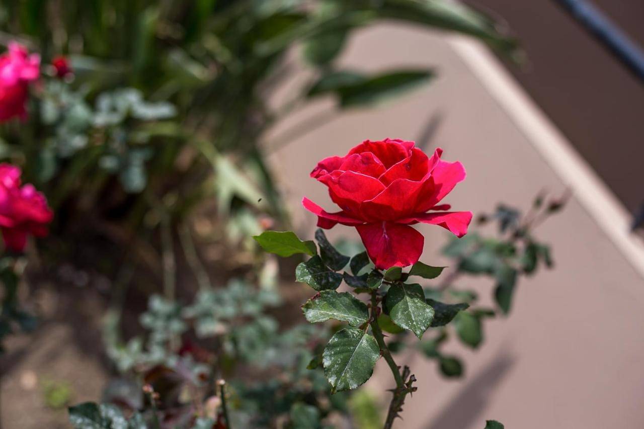 Jimmy’s Garden in Faliráki, Rhodes