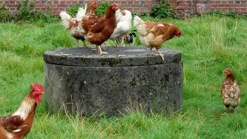 Bauernhof für 5 Personen, mit Garten in Wittmund - 4