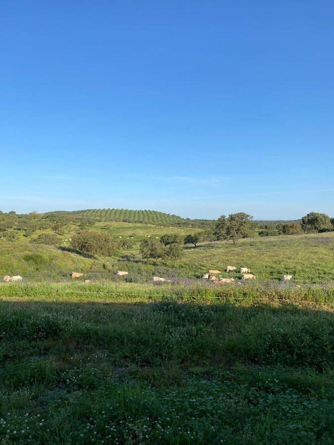 Villa in Mora (Evora), Distrito de Évora