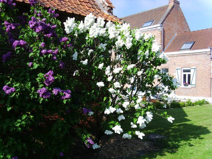 Chambre d’hôte pour 3 personnes, avec Jardin dans Département Nord