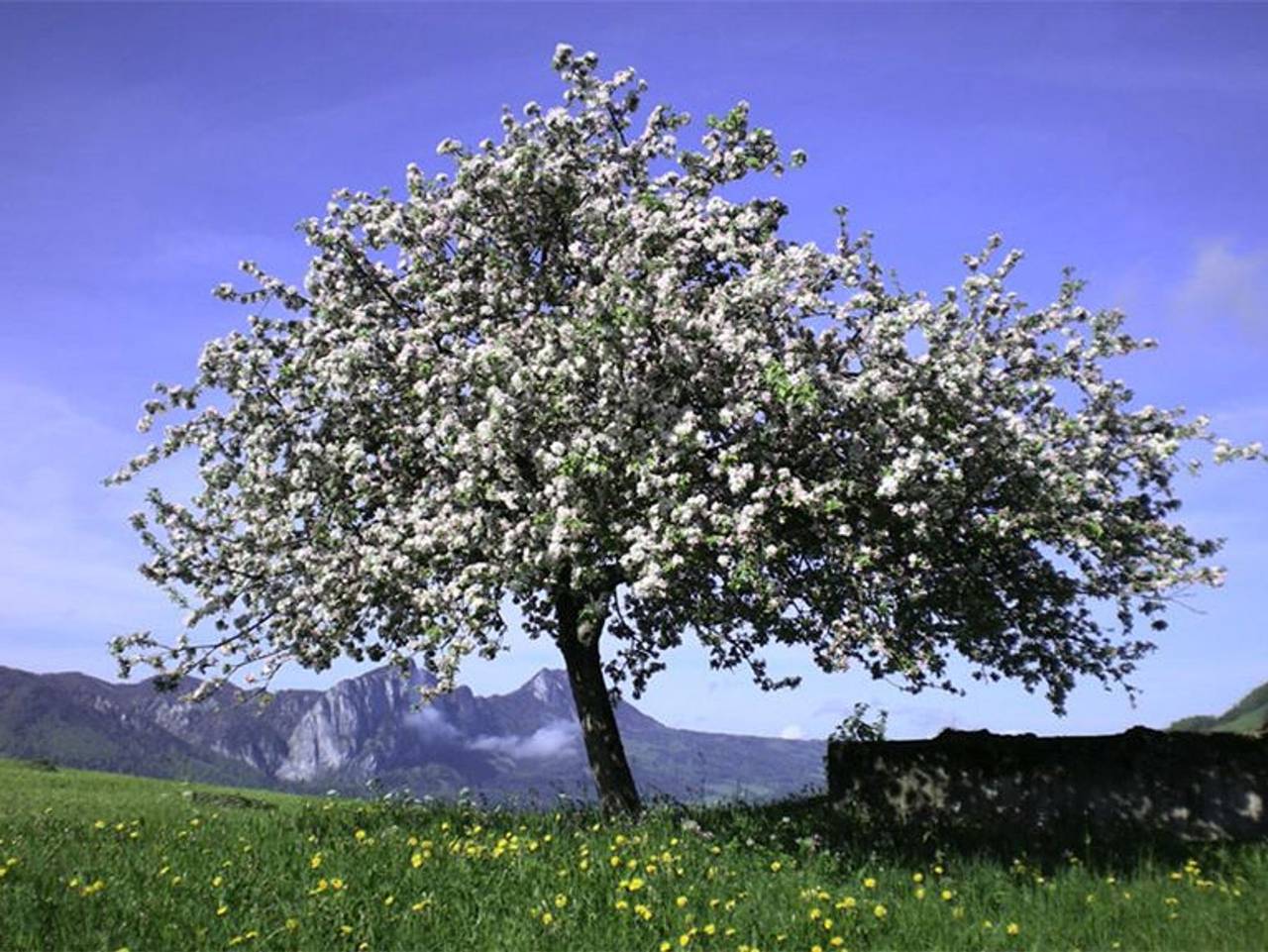 Ganze Ferienwohnung, Ferienhof Mayrhofer - Ferienwohnung Heublume in Innerschwand am Mondsee, Traunviertel