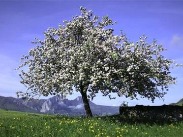 Bauernhof für 4 Personen in Innerschwand am Mondsee, Hausruckviertel, Bild 4