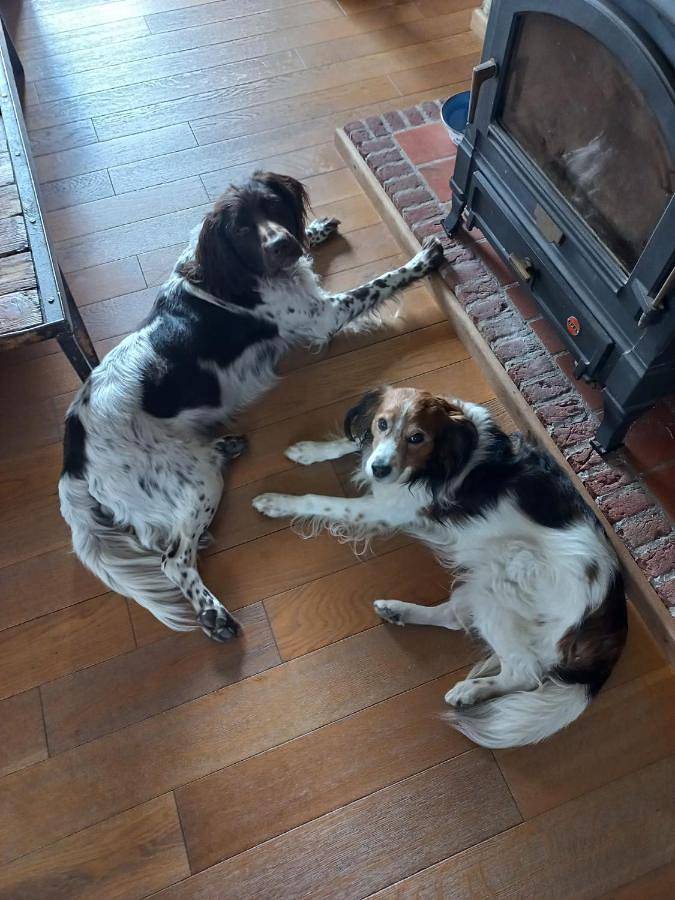 Location de vacances pour 4 personnes, avec piscine ainsi que vue et jardin dans Weelde - 4
