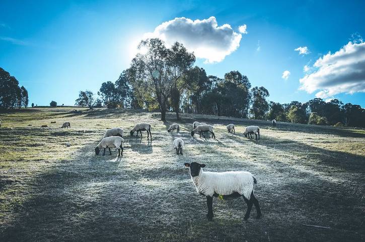 Lodge for 20 people, with garden in Victoria