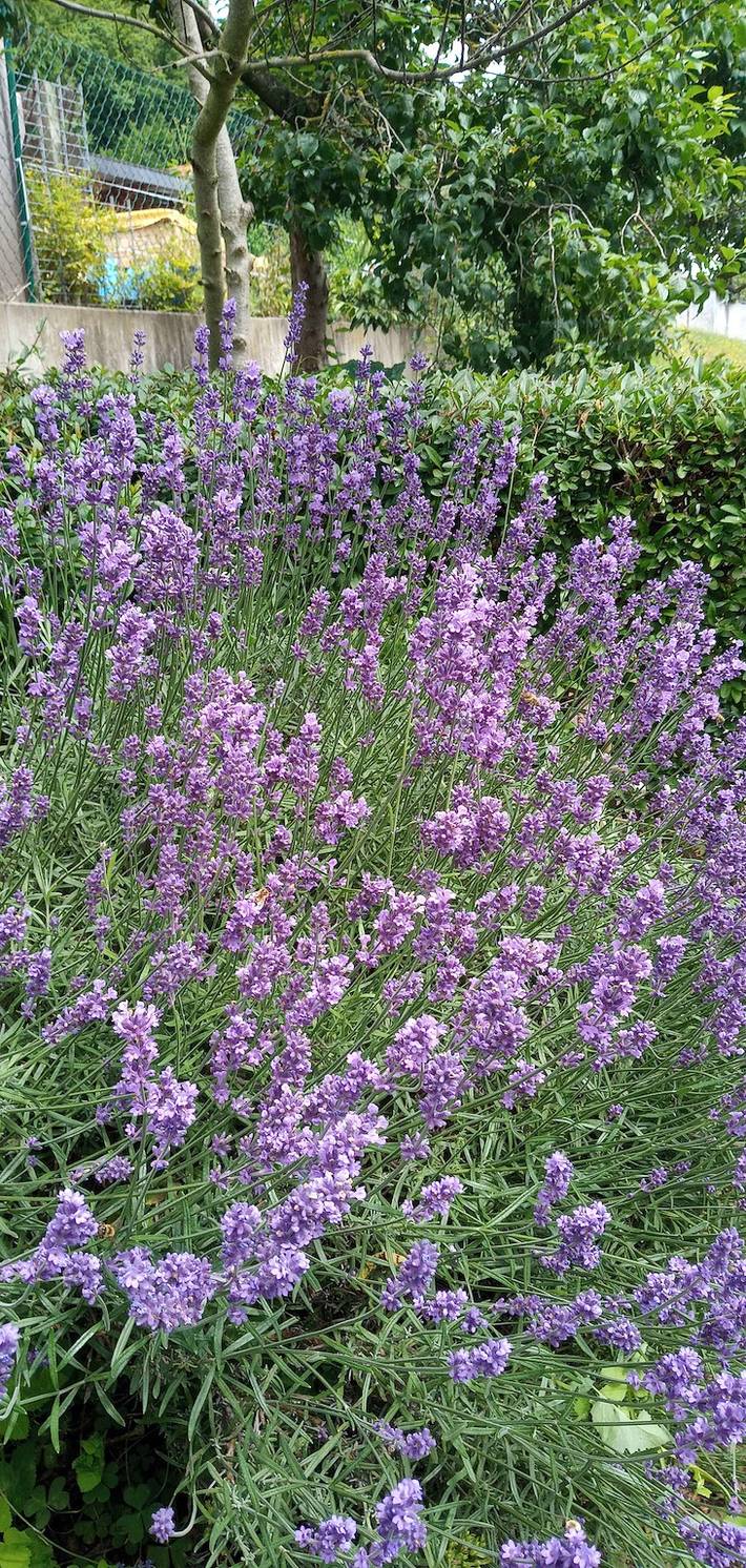 Ferienhaus für 4 Personen, mit Haustier in Wartburg - 2