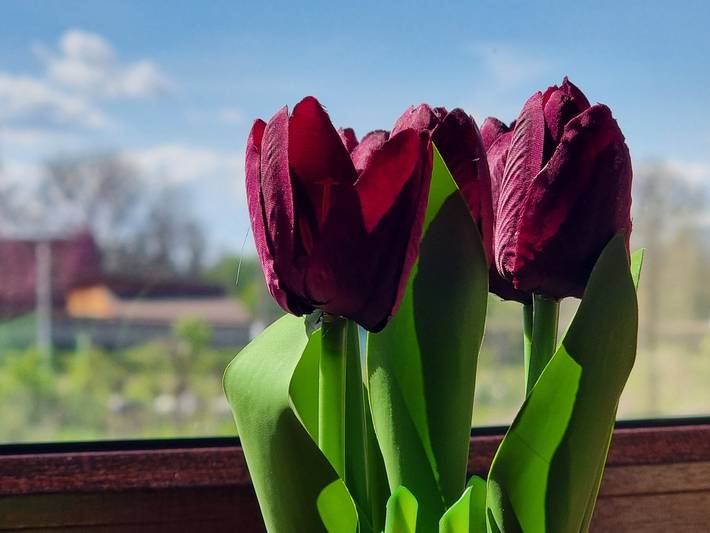 Gîte pour 4 personnes, avec balcon/terrasse et vue, animaux acceptés dans Bansko - 4