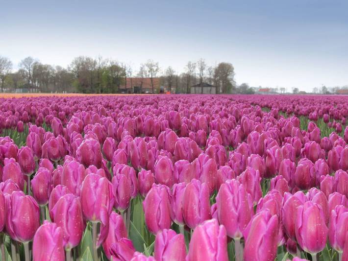 Bauernhof für 2 Personen, mit Terrasse in Südholland - 3