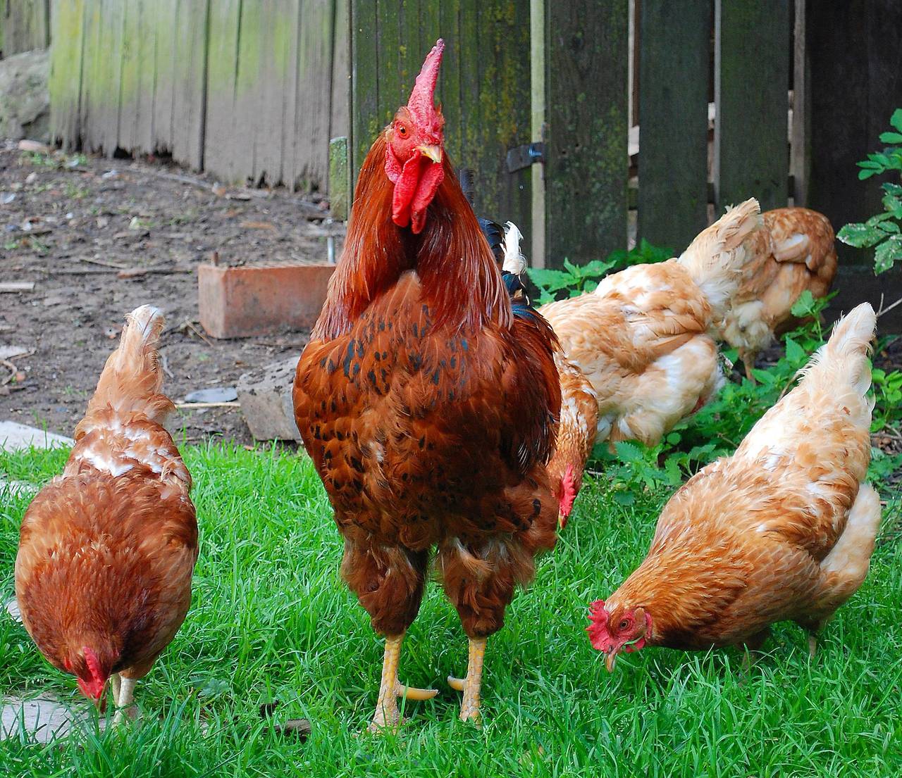 Wohlfühlbauernhof - Ferienwohnung Gartenblick in Geslau, Romantische Straße