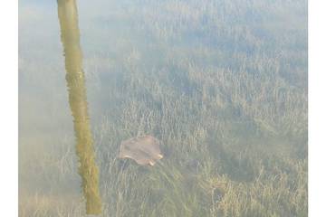 Camping for 8 Guests in Emerald Coast, Gulf County, Picture 4