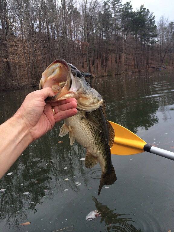 Ganze Wohnung, Seeufer, ebenerdig, Blick auf den Sonnenuntergang, Ausrutscher, fantastischer Pool in Lake Martin