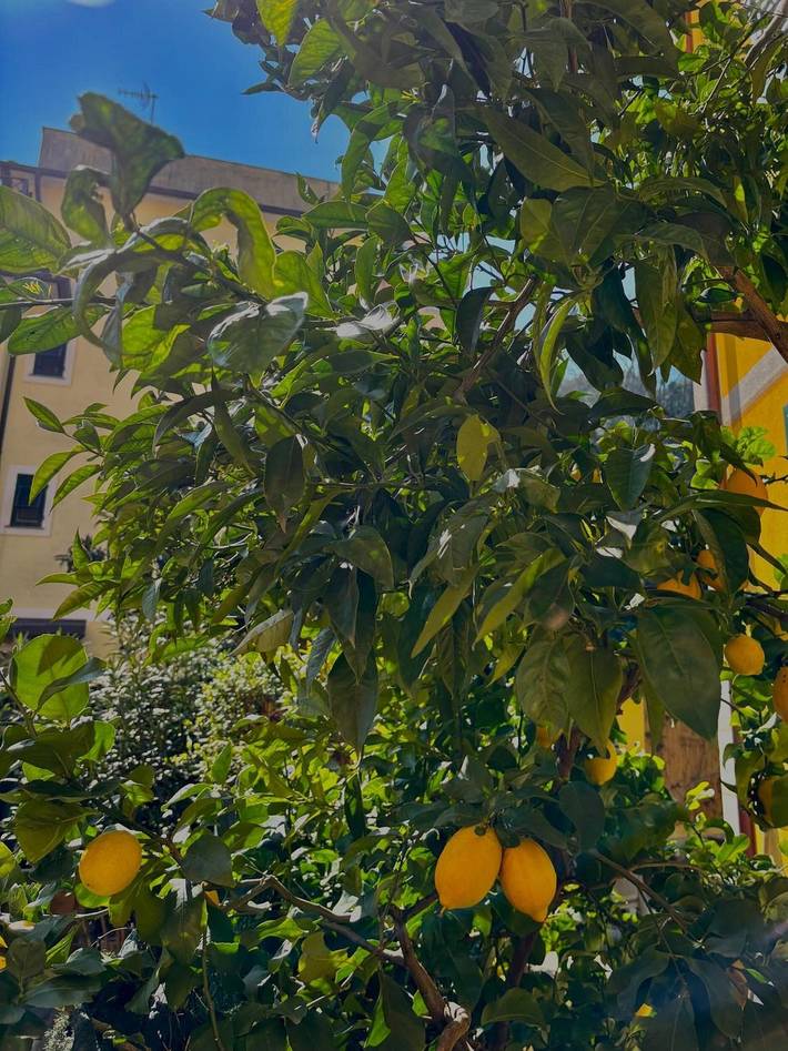 Gîte pour 5 personnes, avec jardin, animaux acceptés à Région de Rapallo - 4