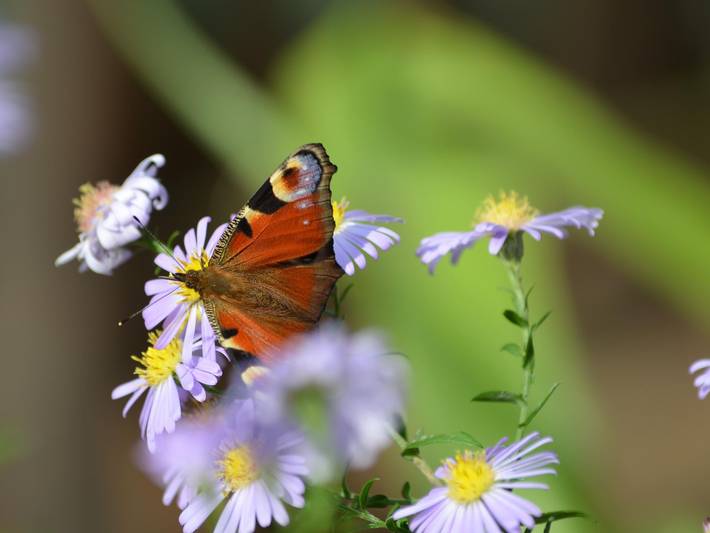 Ferienwohnung für 2 Personen, mit Haustier in der Oberlausitz - 4