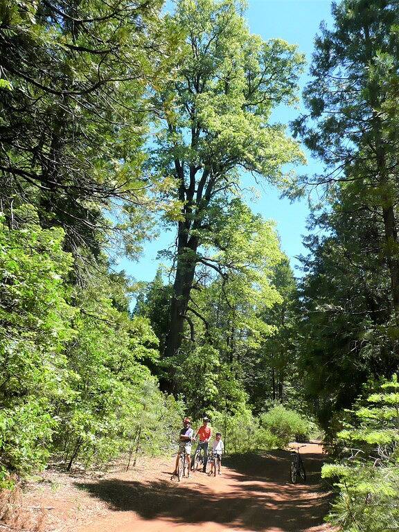 Sie werden unser wunderschön eingerichtetes Ferienhaus im Wald lieben in Shasta County