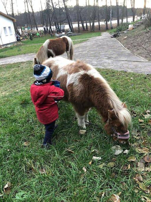 Ferienhaus für 12 Personen, mit Garten und Pool, mit Haustier in Wendisch Rietz - 4