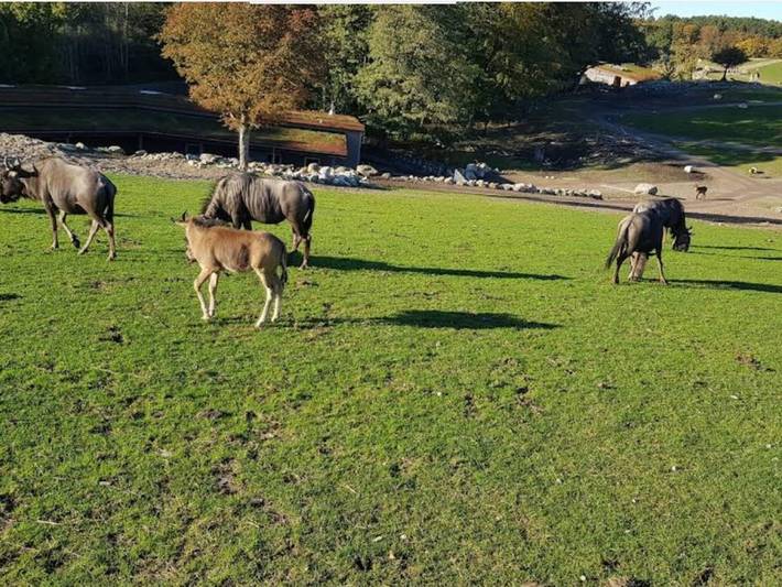 Ferienhaus für 3 Personen, mit Terrasse und Garten, mit Haustier in Djursland - 2