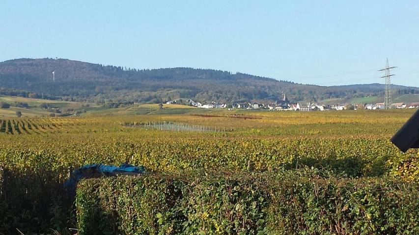 Gîte pour 7 personnes, avec vue et jardin, animaux acceptés à Oestrich-Winkel - 4
