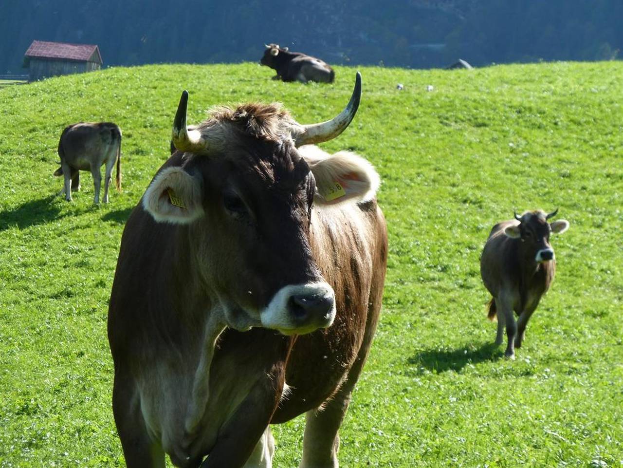 Ganze Ferienwohnung, Ferienwohnung Heinl - Ferienwohnung 1 in Obermaiselstein, Bayerisch Schwaben