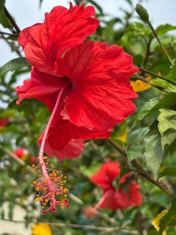 Location de vacances pour 2 personnes, avec vue et jardin dans Port-Louis Guadeloupe