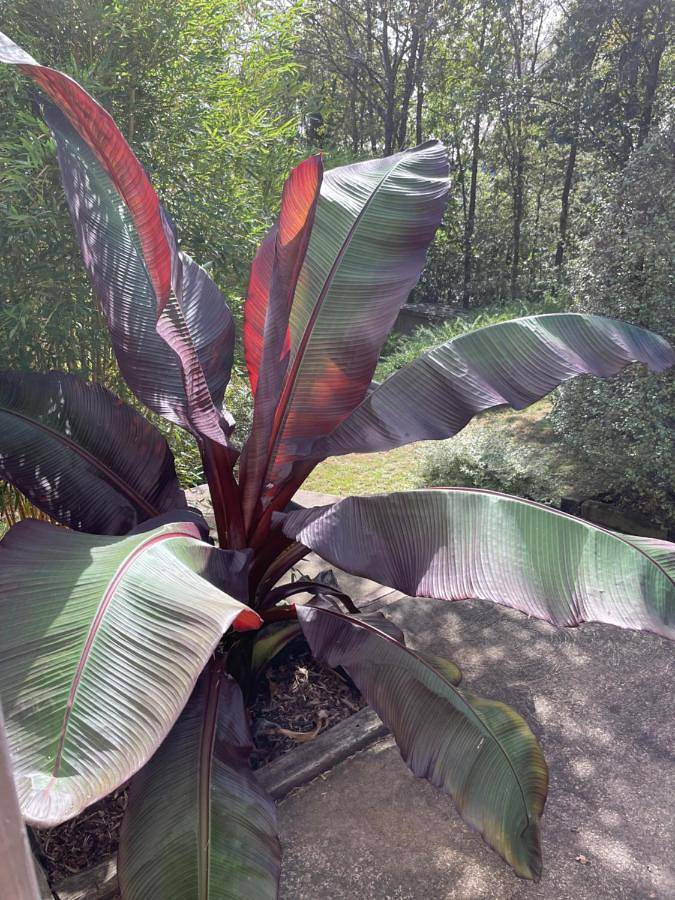 Location de vacances pour 6 personnes, avec jardin et jacuzzi à Pluherlin - 2