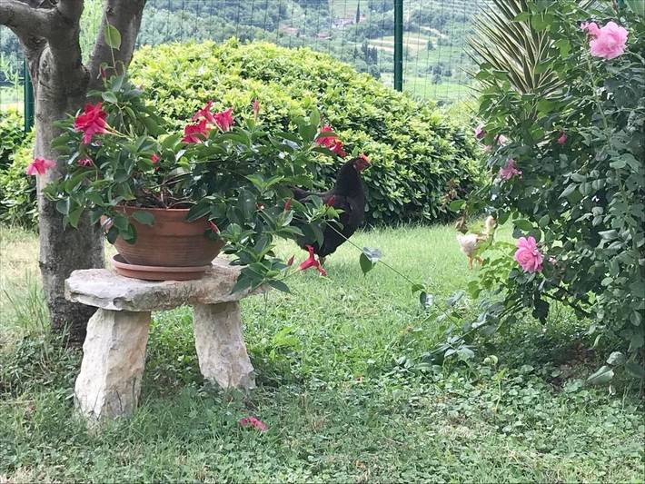 Gîte pour 4 personnes, avec jardin et vue à Izola - 2