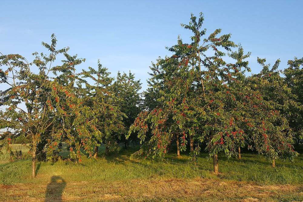 4 chambres au sein d'une ferme fruitière zéro traitement in Ernée, Mayenne