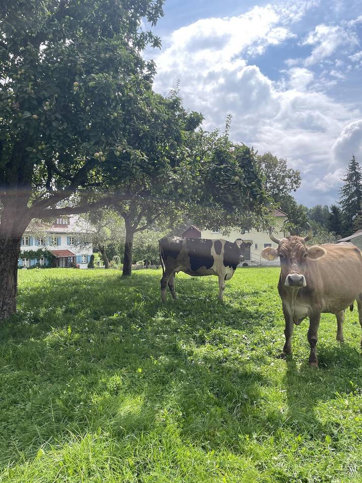 Ferienwohnung für 6 Personen, mit Garten und Terrasse in Isny im Allgäu - 2