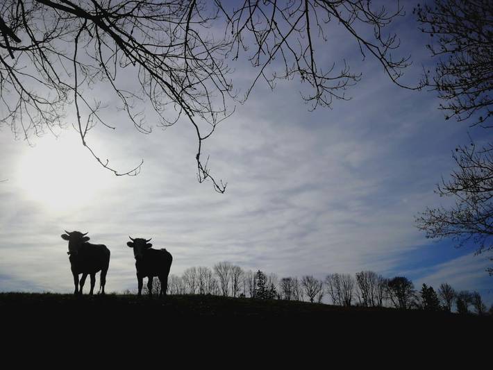 Bauernhof für 6 Personen, mit Balkon und Garten, kinderfreundlich in Oberschwaben - 3