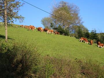 Ferienwohnung für 5 Personen in Schuttertal, Schwarzwald, Bild 4