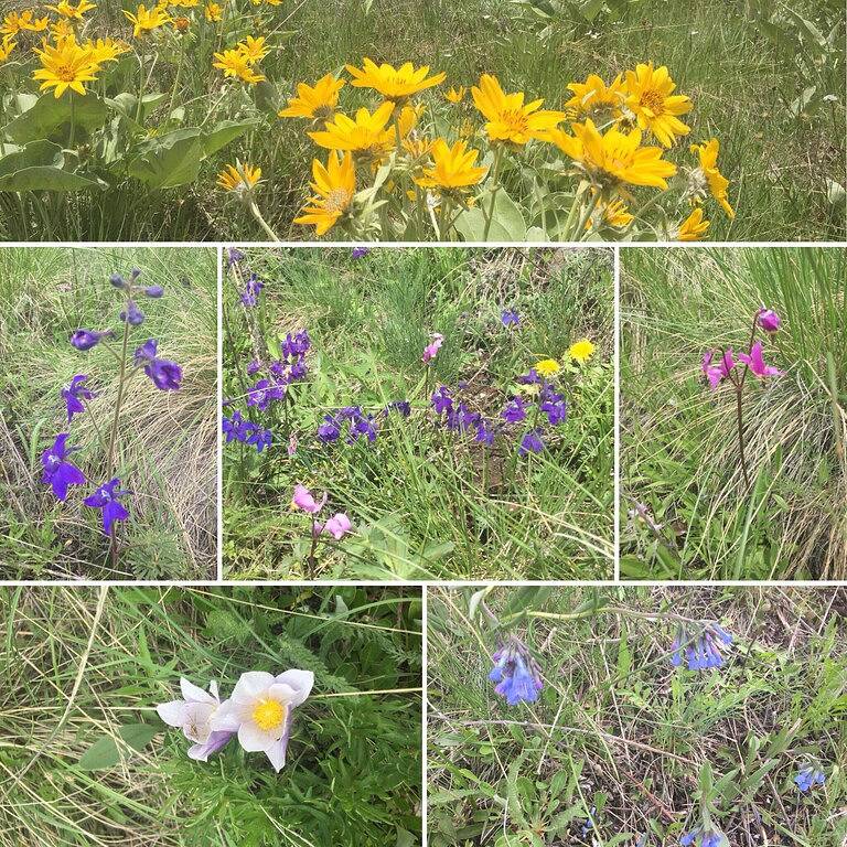 Philipsburg Franklin Berghütte in Granite County