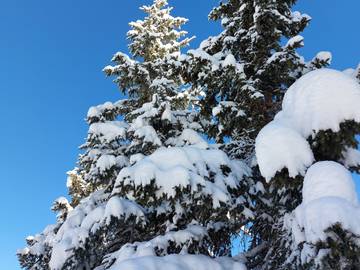 Chalet pour 12 Personnes dans Courchevel 1850, Courchevel, Photo 1