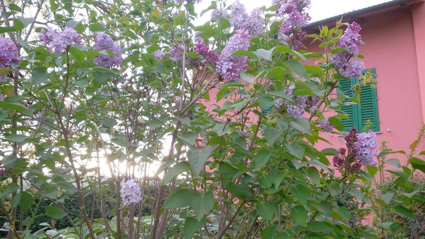 Maison de campagne pour 4 personnes, avec jardin et vue, animaux acceptés à Scandicci - 2