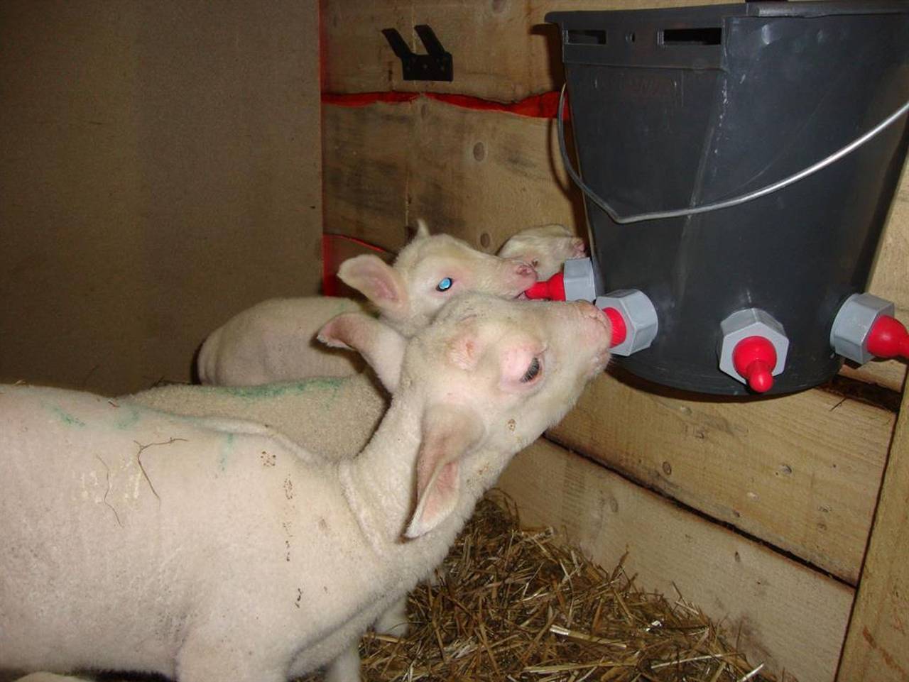 Bauernhof für 3 Personen in Vorderstoder, Steyr-Kirchdorf