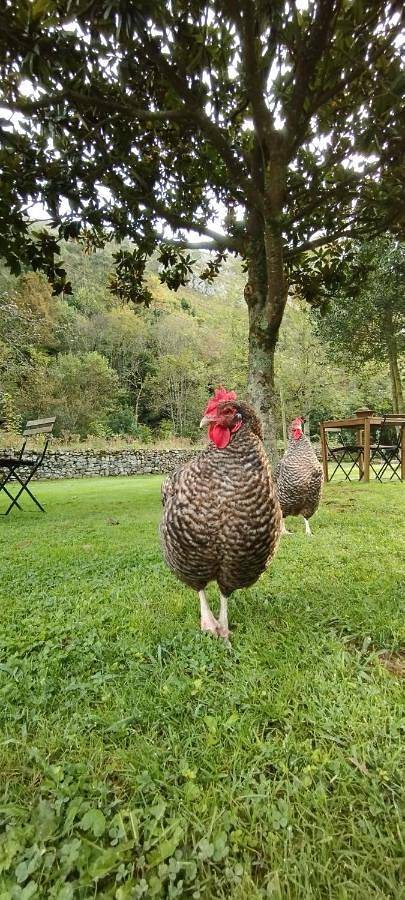 Casa rural para 2 personas, con vistas y jardín, Se admiten mascotas en Costa Oriental Asturiana - 3