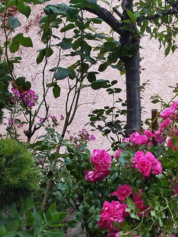Gîte pour 3 personnes, avec jardin à Ambérieu-en-Bugey - 4