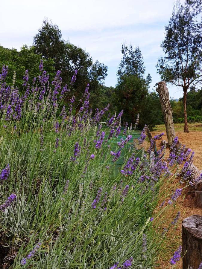 Location de vacances pour 4 personnes, avec jardin ainsi que vue et terrasse à Dolceacqua - 3
