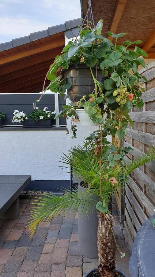 Ganze Wohnung, Ferienwohnung Ela 1 in Andernach, Osteifel