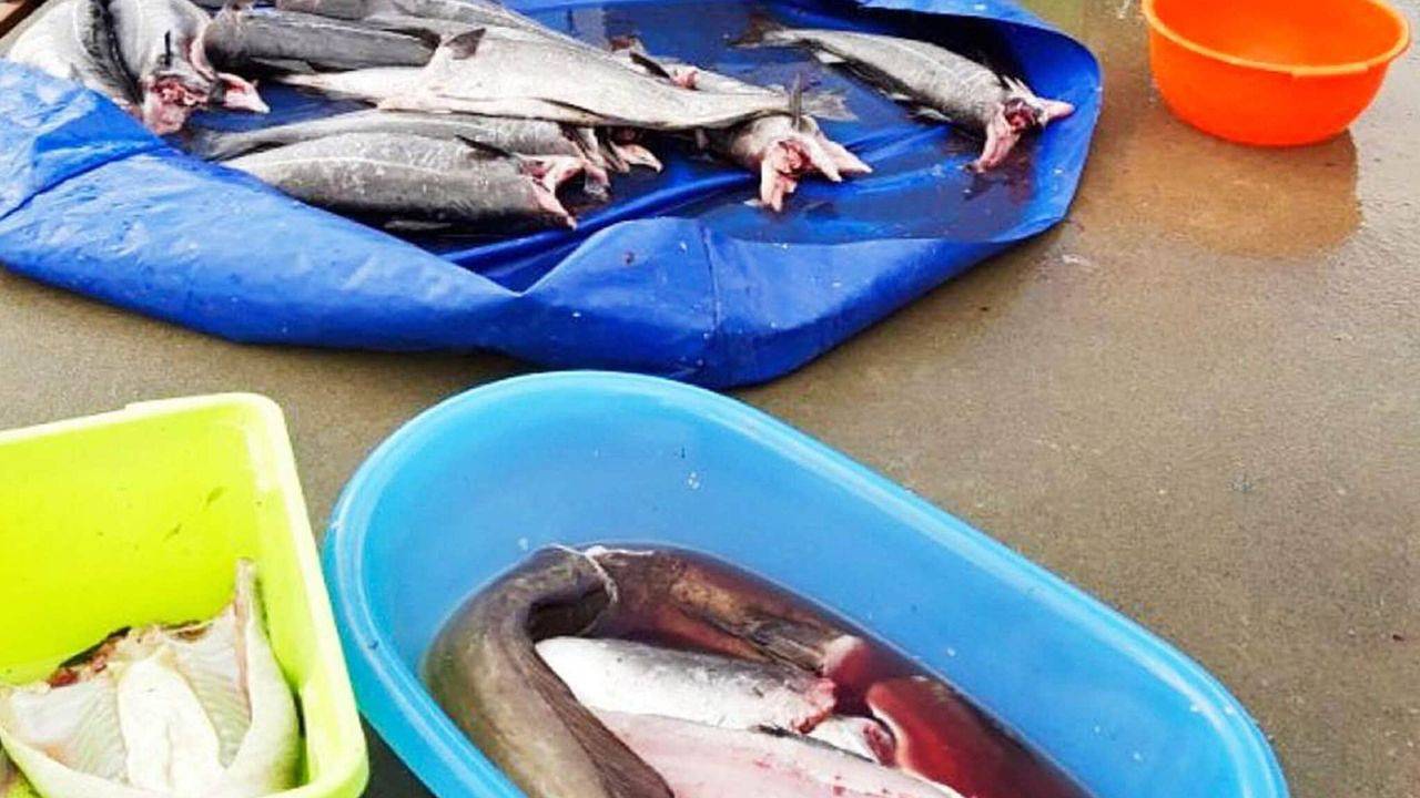 Ferienhaus für 4 Personen (66 m²) in Svelgen in Bremanger