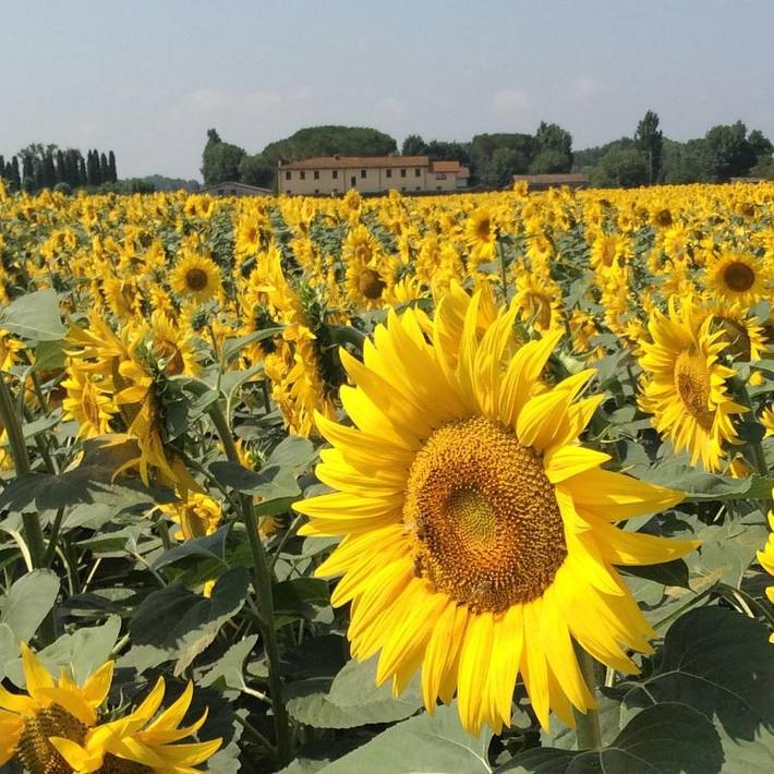 Location de vacances pour 8 personnes, avec jardin et vue à San Giuliano Terme - 3