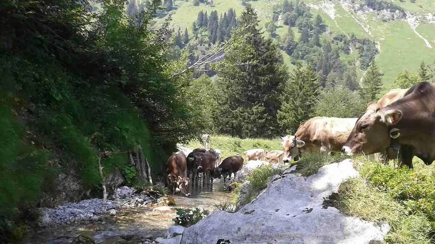 Hütte für 4 Personen, mit Garten in Grünten - 4