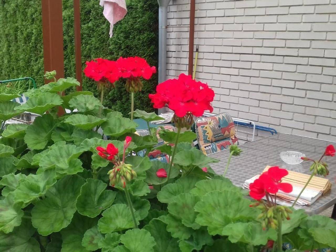 Klimatisiertes Ferienhaus in Bükfürdö mit Garten in Bük, Komitat Eisenburg