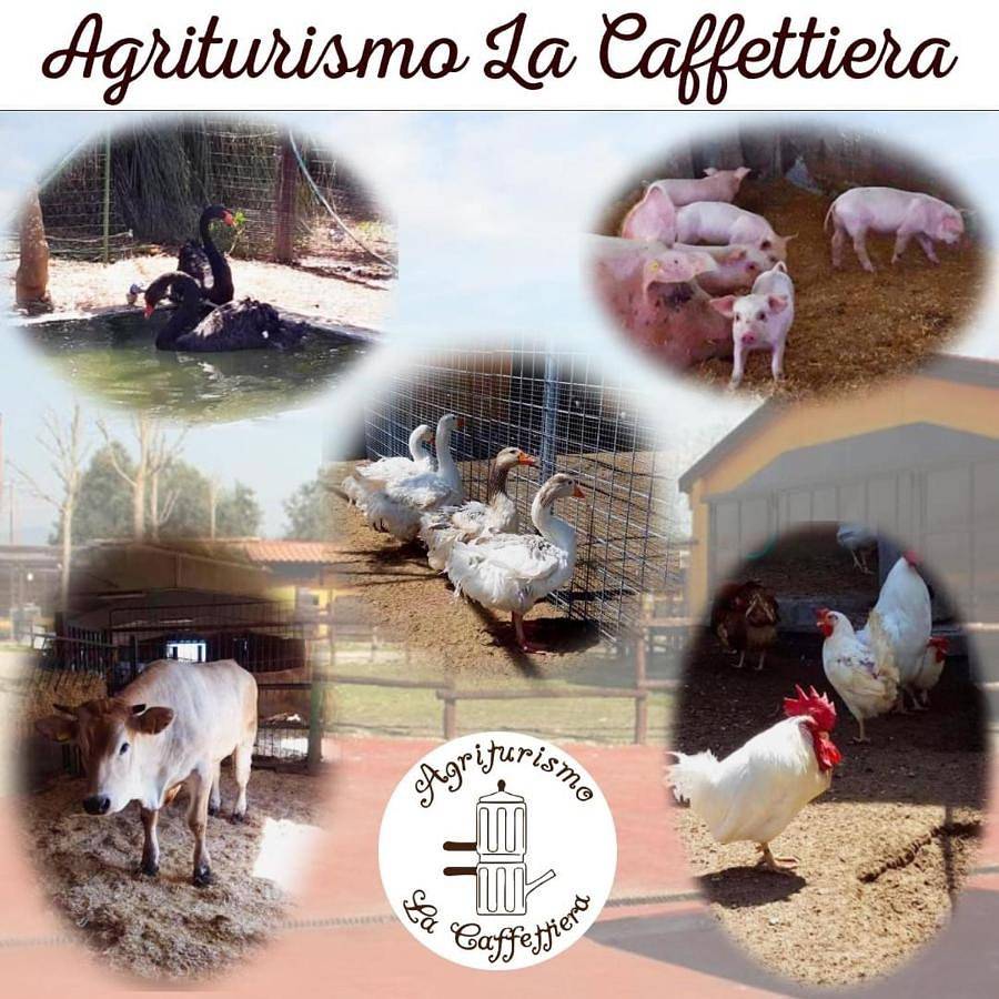 Agriturismo La Caffettiera in Francolise, Provincia di Caserta