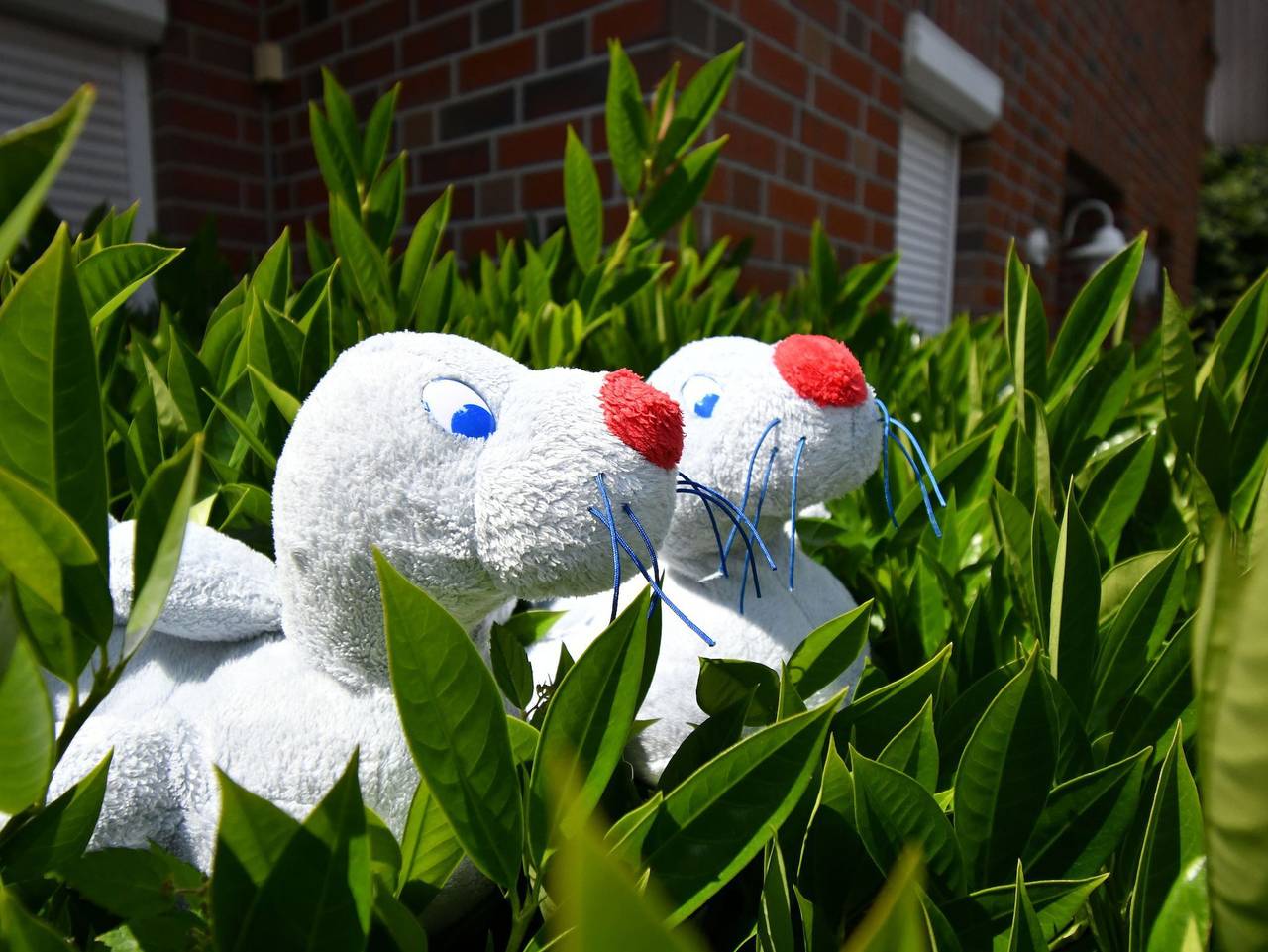 Ganze Ferienwohnung, Ferienhaus Carolinenbrise in Carolinensiel-Harlesiel, Wittmund